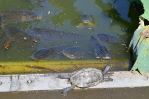 Aquatic turtle research