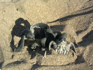 Hatchlings (1)