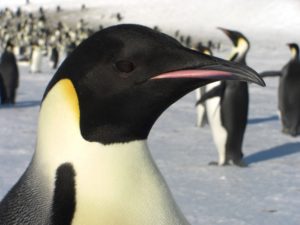 emperor penguin