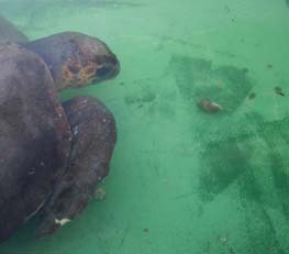 Aquatic turtle research